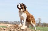 SAINT BERNARD 087